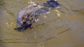 new-mud-guts-website